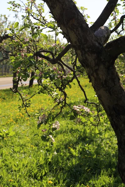 素敵な柔らかいリンゴの木の花 選択したフォーカス — ストック写真