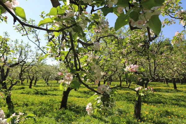 Schöne Und Zarte Apfelbaumblüte Ausgewählter Schwerpunkt — Stockfoto