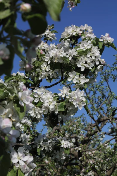 Schöne Und Zarte Apfelbaumblüte Ausgewählter Schwerpunkt — Stockfoto