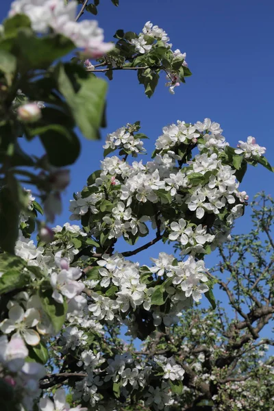 Schöne Und Zarte Apfelbaumblüte Ausgewählter Schwerpunkt — Stockfoto