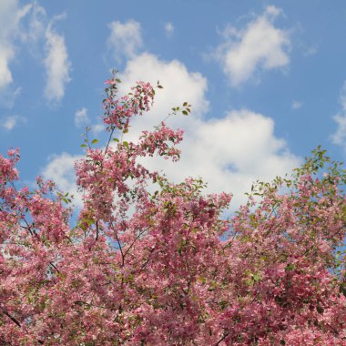 Çiçeği pembe elma ağacı güneşli bir bahar günü, Moscow, Rusya Federasyonu, parkta güzel açık görüntüsü. Seçilen odak.