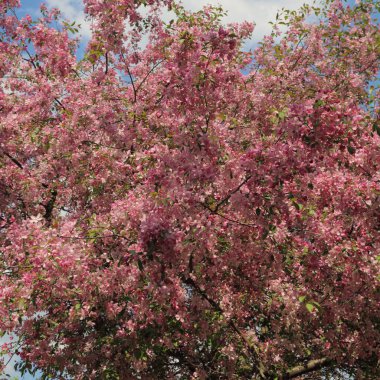 Çiçeği pembe elma ağacı güneşli bir bahar günü, Moscow, Rusya Federasyonu, parkta güzel açık görüntüsü. Seçilen odak.