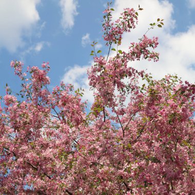 Çiçeği pembe elma ağacı güneşli bir bahar günü, Moscow, Rusya Federasyonu, parkta güzel açık görüntüsü. Seçilen odak.