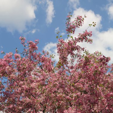 Çiçeği pembe elma ağacı güneşli bir bahar günü, Moscow, Rusya Federasyonu, parkta güzel açık görüntüsü. Seçilen odak.