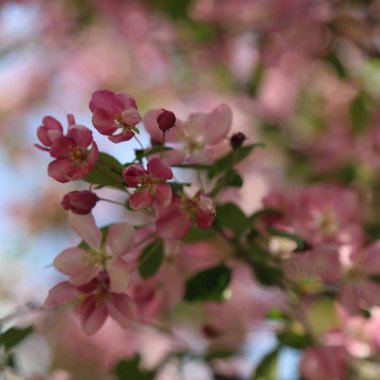 Çiçeği pembe elma ağacı güneşli bir bahar günü, Moscow, Rusya Federasyonu, parkta güzel açık görüntüsü. Seçilen odak.