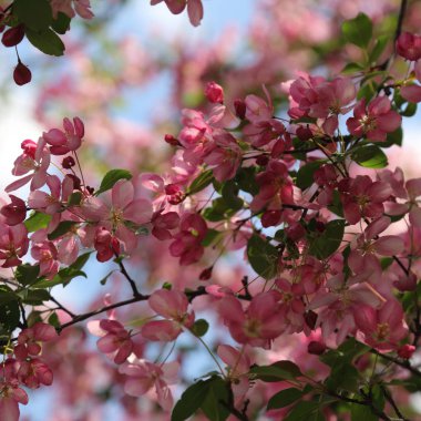 Çiçeği pembe elma ağacı güneşli bir bahar günü, Moscow, Rusya Federasyonu, parkta güzel açık görüntüsü. Seçilen odak.