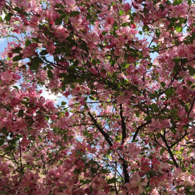 Çiçeği pembe elma ağacı güneşli bir bahar günü, Moscow, Rusya Federasyonu, parkta güzel açık görüntüsü. Seçilen odak.