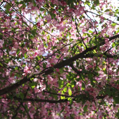 Çiçeği pembe elma ağacı güneşli bir bahar günü, Moscow, Rusya Federasyonu, parkta güzel açık görüntüsü. Seçilen odak.