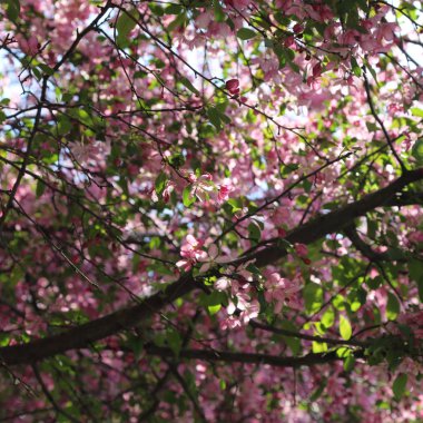 Çiçeği pembe elma ağacı güneşli bir bahar günü, Moscow, Rusya Federasyonu, parkta güzel açık görüntüsü. Seçilen odak.