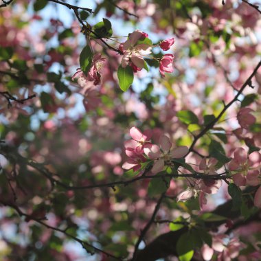 Çiçeği pembe elma ağacı güneşli bir bahar günü, Moscow, Rusya Federasyonu, parkta güzel açık görüntüsü. Seçilen odak.