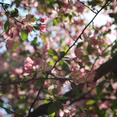 Çiçeği pembe elma ağacı güneşli bir bahar günü, Moscow, Rusya Federasyonu, parkta güzel açık görüntüsü. Seçilen odak.