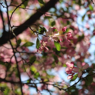 Çiçeği pembe elma ağacı güneşli bir bahar günü, Moscow, Rusya Federasyonu, parkta güzel açık görüntüsü. Seçilen odak.