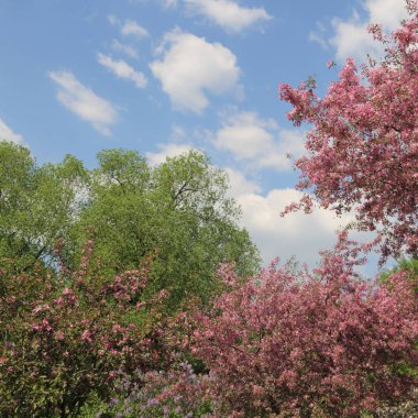Çiçeği pembe elma ağacı güneşli bir bahar günü, Moscow, Rusya Federasyonu, parkta güzel açık görüntüsü. Seçilen odak.