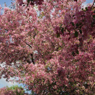 Çiçeği pembe elma ağacı güneşli bir bahar günü, parkta güzel açık görüntüsü. Seçilen odak.