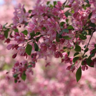 Çiçeği pembe elma ağacı güneşli bir bahar günü, parkta güzel açık görüntüsü. Seçilen odak.