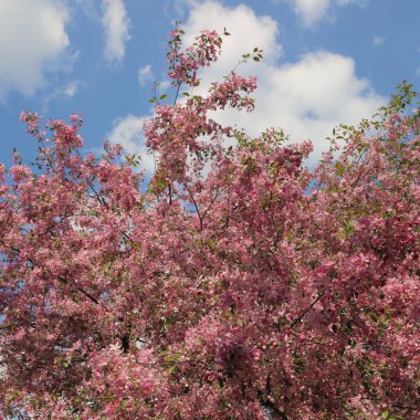 Çiçeği pembe elma ağacı güneşli bir bahar günü, parkta güzel açık görüntüsü. Seçilen odak.
