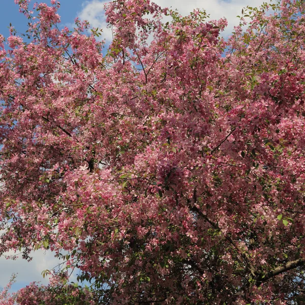 Красивий Відкритий Зображення Цвітіння Рожеві Яблуня Парку Сонячний Весняний День — стокове фото
