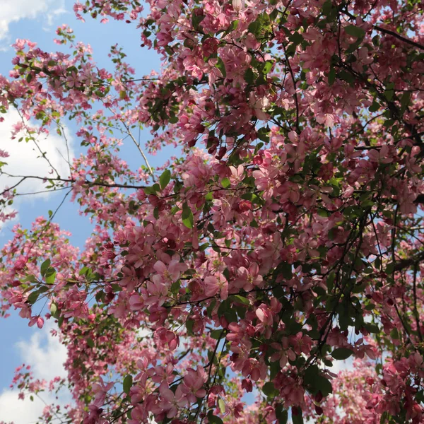 Belle Image Extérieure Pommier Rose Fleuri Dans Parc Jour Ensoleillé — Photo
