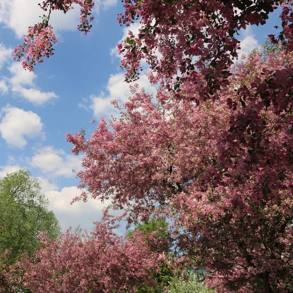 Beautiful Outdoor Image Blossom Pink Apple Tree Park Sunny Spring — Stock Photo, Image