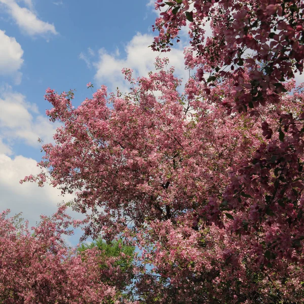 Beautiful Outdoor Image Blossom Pink Apple Tree Park Sunny Spring — Stock Photo, Image