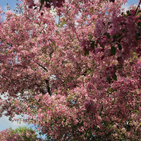 在阳光明媚的春日 公园里绽放粉红色苹果树的美丽的户外形象 选定的焦点 — 图库照片