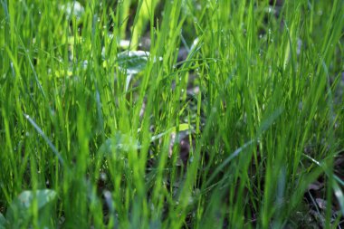 Yaz saati, yeşil çim açık görüntü. Seçilen odak. Bulanıklık.