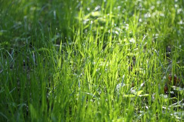 Yaz saati, yeşil çim açık görüntü. Seçilen odak. Bulanıklık.