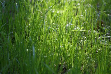 Yaz saati, yeşil çim açık görüntü. Seçilen odak. Bulanıklık.