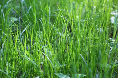 Yaz saati, yeşil çim açık görüntü. Seçilen odak. Bulanıklık.