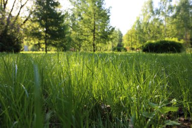Yaz saati, yeşil çim açık görüntü. Seçilen odak. Bulanıklık.