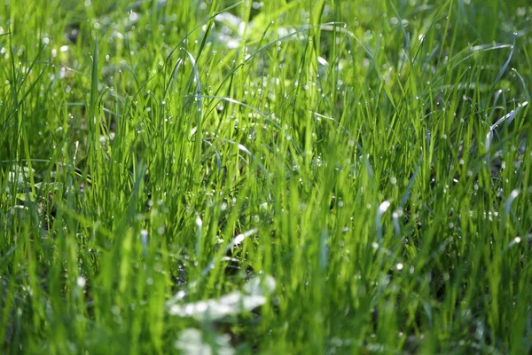 Зовнішнє Зображення Зеленої Трави Літній Час Вибраний Фокус Розмивання — стокове фото