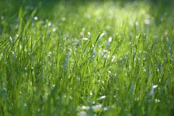 Imagem Livre Grama Verde Hora Verão Foco Seleccionado Borrão — Fotografia de Stock