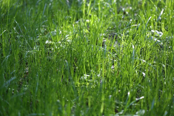 Utomhus Bild Grönt Gräs Sommaren Valda Fokus Oskärpa — Stockfoto