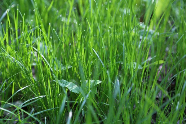 Imagem Livre Grama Verde Hora Verão Foco Seleccionado Borrão — Fotografia de Stock