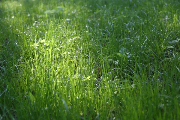 시간에 잔디의 이미지입니다 초점입니다 — 스톡 사진