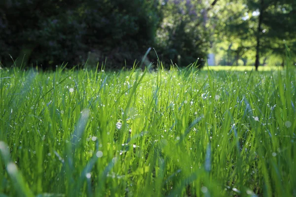 Imagem Livre Grama Verde Hora Verão Foco Seleccionado Borrão — Fotografia de Stock