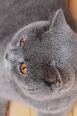 Yakışıklı kedi İngiliz mavi doğurmak