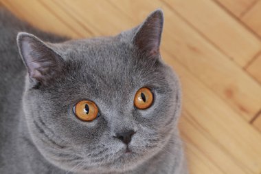 Yakışıklı kedi İngiliz mavi doğurmak