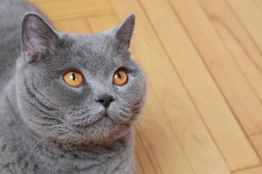 Yakışıklı kedi İngiliz mavi doğurmak