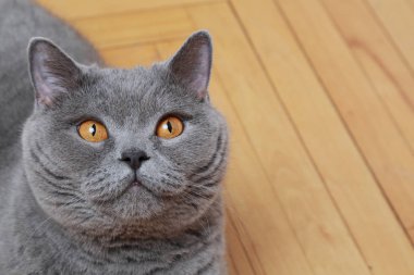 Yakışıklı kedi İngiliz mavi doğurmak