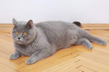 Yakışıklı kedi İngiliz mavi doğurmak