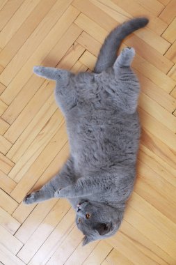 Yakışıklı kedi İngiliz mavi doğurmak