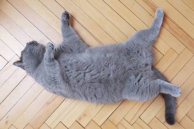 Yakışıklı kedi İngiliz mavi doğurmak