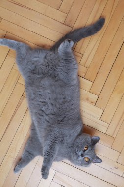 Yakışıklı kedi İngiliz mavi doğurmak