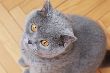 Yakışıklı kedi İngiliz mavi doğurmak