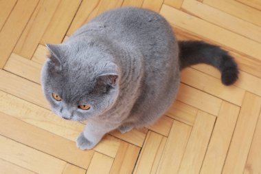 Yakışıklı kedi İngiliz mavi doğurmak