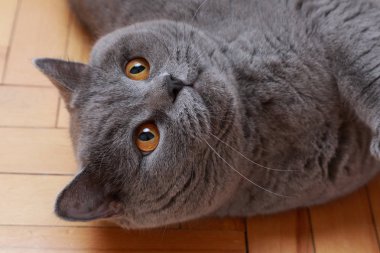 Yakışıklı kedi İngiliz mavi doğurmak