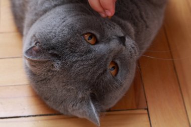 Yakışıklı kedi İngiliz mavi doğurmak