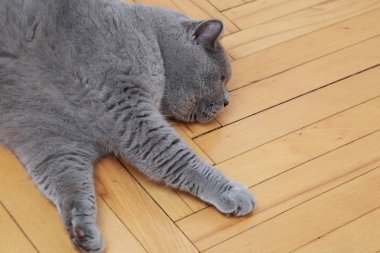 Yakışıklı kedi İngiliz mavi doğurmak