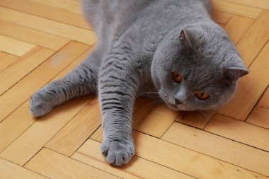 Yakışıklı kedi İngiliz mavi doğurmak